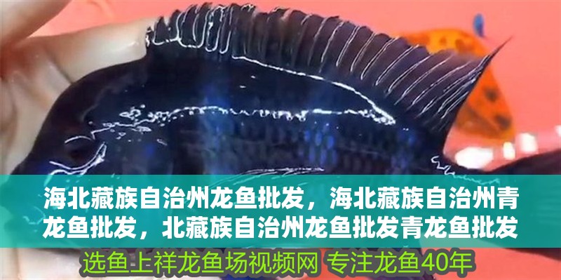 海北藏族自治州龍魚批發，海北藏族自治州青龍魚批發，北藏族自治州龍魚批發青龍魚批發青龍魚的顏值可能有點低