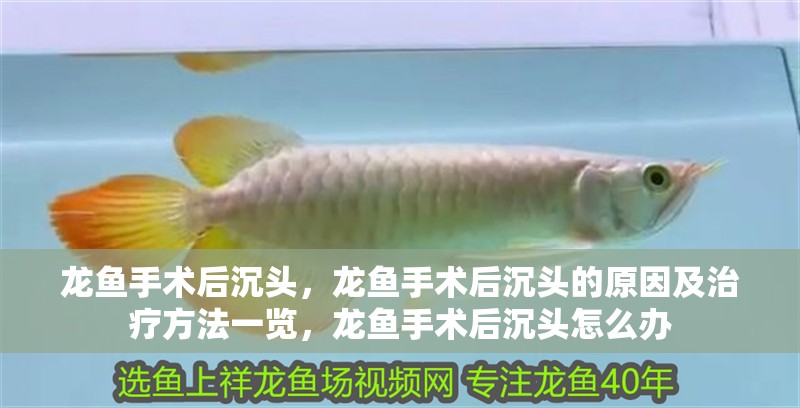 龍魚手術(shù)后沉頭，龍魚手術(shù)后沉頭的原因及治療方法一覽，龍魚手術(shù)后沉頭怎么辦