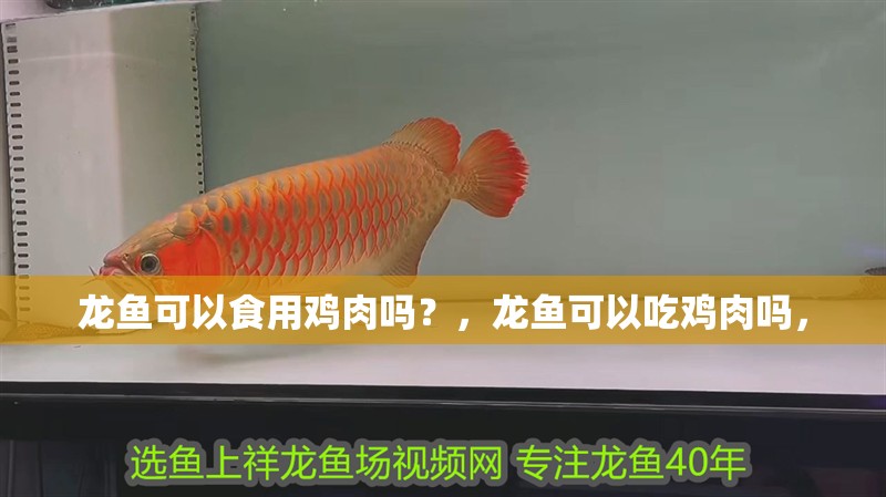 龍魚可以食用雞肉嗎？，龍魚可以吃雞肉嗎，