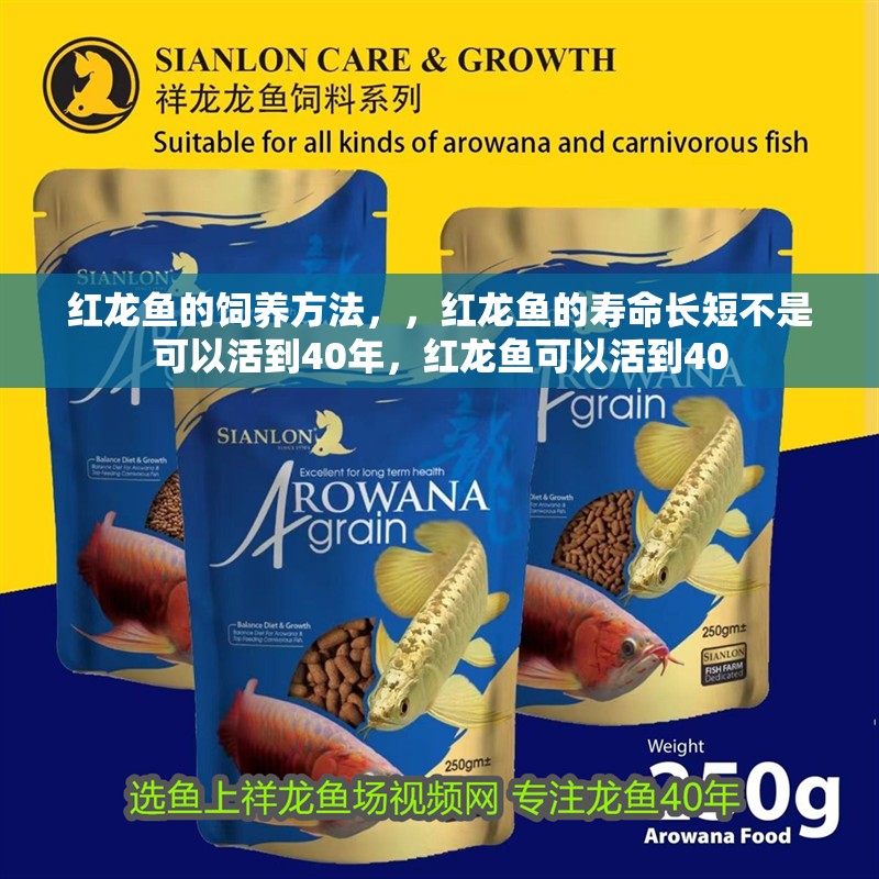 紅龍魚的飼養(yǎng)方法，，紅龍魚的壽命長短不是可以活到40年，紅龍魚可以活到40