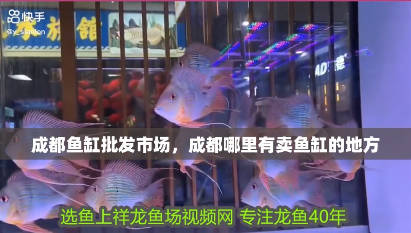 成都魚缸批發市場，成都哪里有賣魚缸的地方