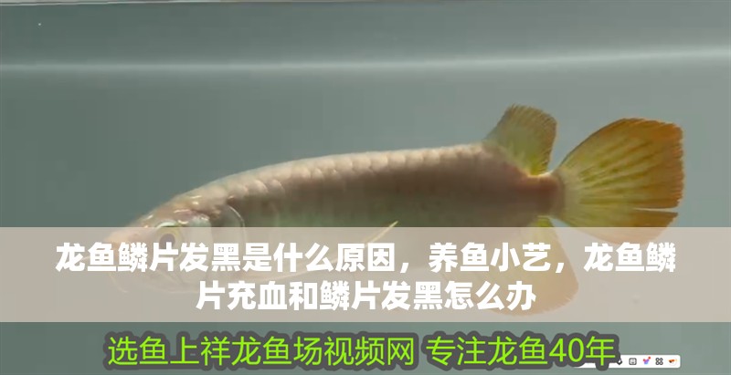 龍魚鱗片發(fā)黑是什么原因，養(yǎng)魚小藝，龍魚鱗片充血和鱗片發(fā)黑怎么辦