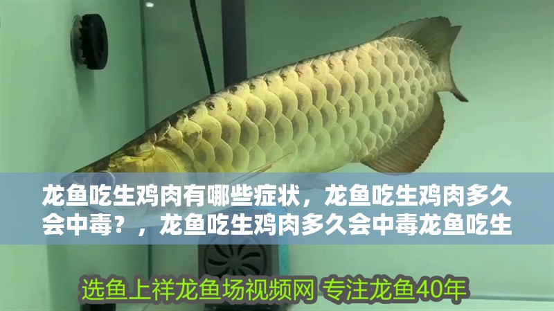 龍魚吃生雞肉有哪些癥狀，龍魚吃生雞肉多久會中毒？，龍魚吃生雞肉多久會中毒龍魚吃生雞肉多久會中毒