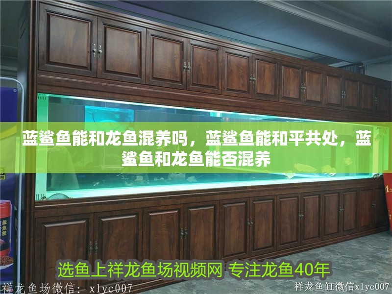 藍鯊魚能和龍魚混養嗎，藍鯊魚能和平共處，藍鯊魚和龍魚能否混養