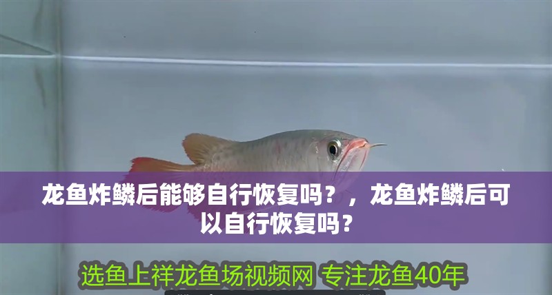 龍魚炸鱗后能夠自行恢復嗎？，龍魚炸鱗后可以自行恢復嗎？
