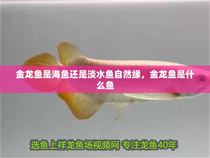 金龍魚是海魚還是淡水魚自然緣，金龍魚是什么魚