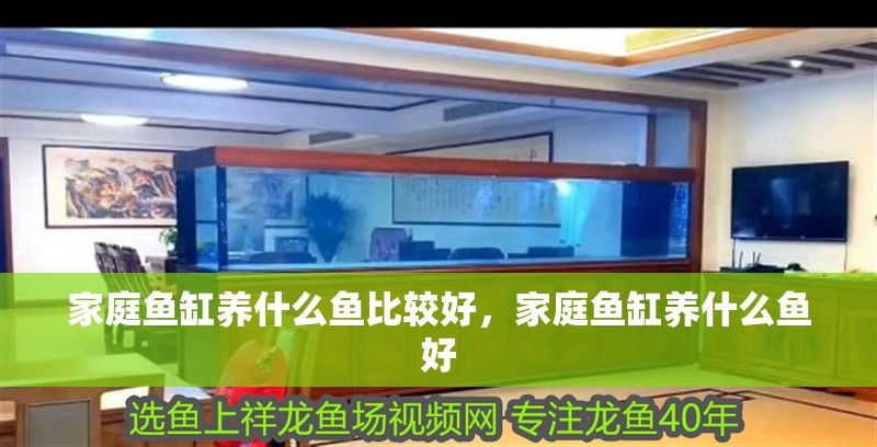 家庭魚缸養什么魚比較好，家庭魚缸養什么魚好 家庭魚缸養什么魚比較好，家庭魚缸養什么魚好 觀賞魚百科 第4張