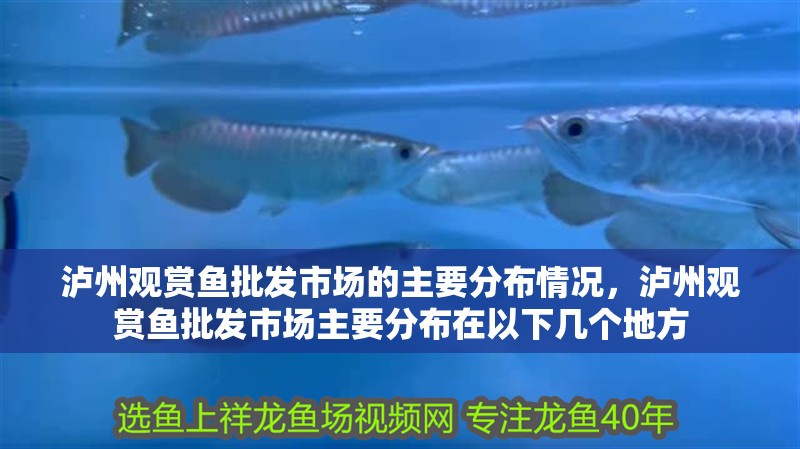 瀘州觀賞魚批發(fā)市場的主要分布情況，瀘州觀賞魚批發(fā)市場主要分布在以下幾個地方
