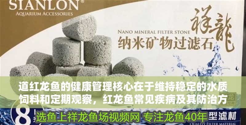 道紅龍魚的健康管理核心在于維持穩定的水質飼料和定期觀察，紅龍魚常見疾病及其防治方法