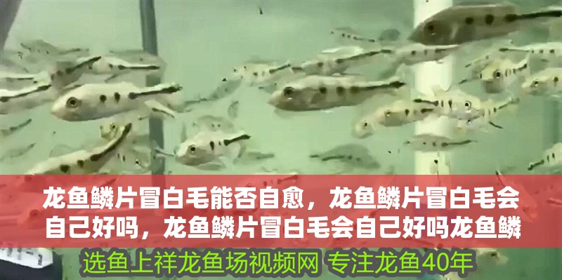 龍魚鱗片冒白毛能否自愈，龍魚鱗片冒白毛會自己好嗎，龍魚鱗片冒白毛會自己好嗎龍魚鱗片冒白毛能否自愈