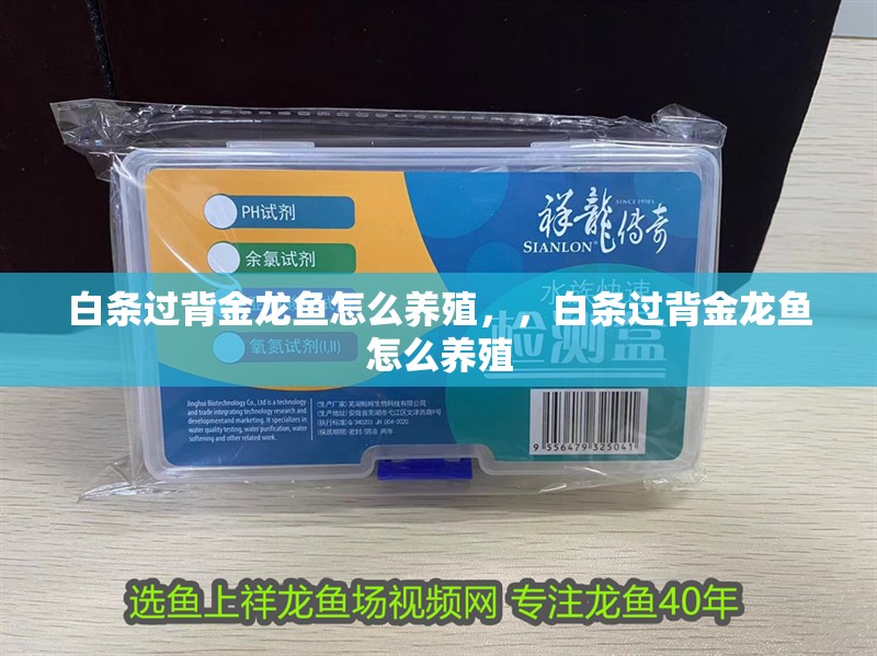 白條過背金龍魚怎么養殖，，白條過背金龍魚怎么養殖