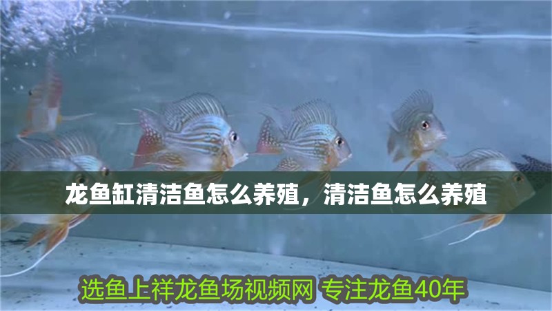 龍魚缸清潔魚怎么養(yǎng)殖，清潔魚怎么養(yǎng)殖 龍魚缸清潔魚怎么養(yǎng)殖，清潔魚怎么養(yǎng)殖 觀賞魚百科 第2張