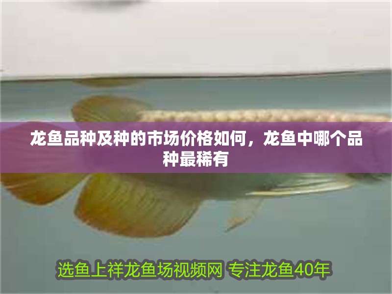 龍魚品種及種的市場價格如何，龍魚中哪個品種最稀有