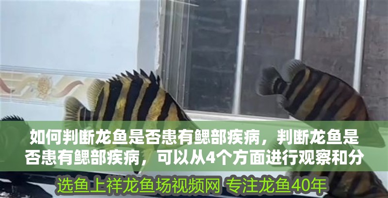 如何判斷龍魚是否患有鰓部疾病，判斷龍魚是否患有鰓部疾病，可以從4個方面進行觀察和分析