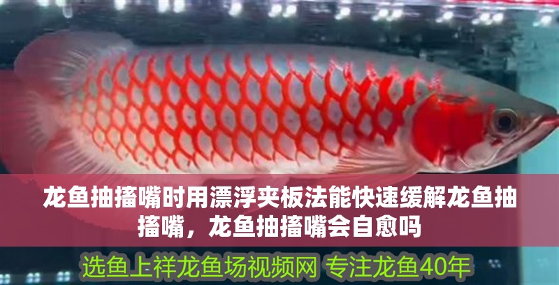 龍魚抽搐嘴時(shí)用漂浮夾板法能快速緩解龍魚抽搐嘴，龍魚抽搐嘴會(huì)自愈嗎