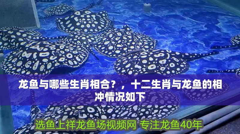 龍魚與哪些生肖相合？，十二生肖與龍魚的相沖情況如下