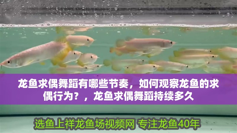 龍魚求偶舞蹈有哪些節奏，如何觀察龍魚的求偶行為？，龍魚求偶舞蹈持續多久