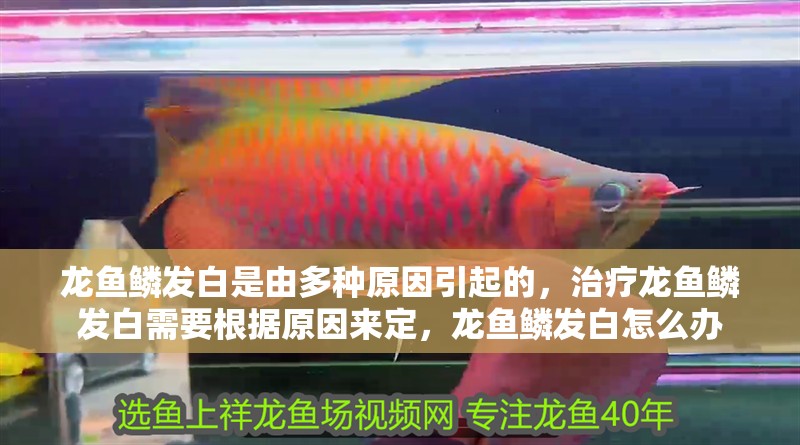 龍魚鱗發(fā)白是由多種原因引起的，治療龍魚鱗發(fā)白需要根據(jù)原因來定，龍魚鱗發(fā)白怎么辦