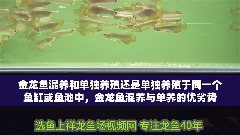 金龍魚混養和單獨養殖還是單獨養殖于同一個魚缸或魚池中，金龍魚混養與單養的優劣勢