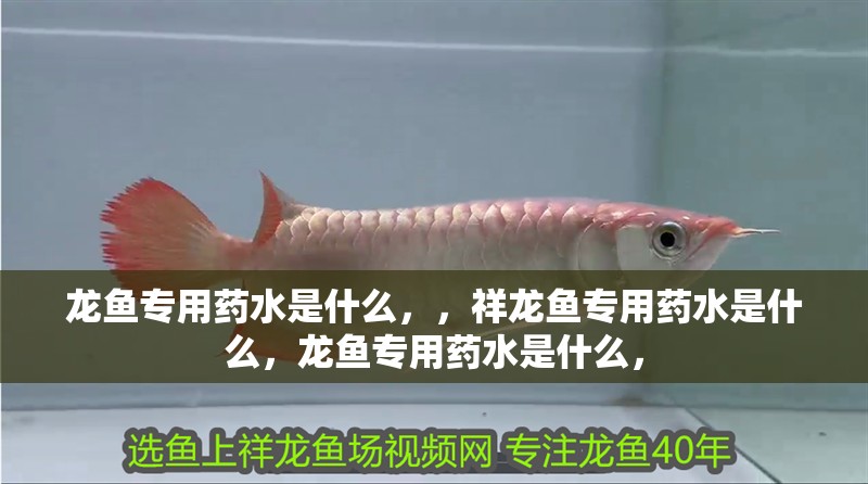 龍魚專用藥水是什么，，祥龍魚專用藥水是什么，龍魚專用藥水是什么，