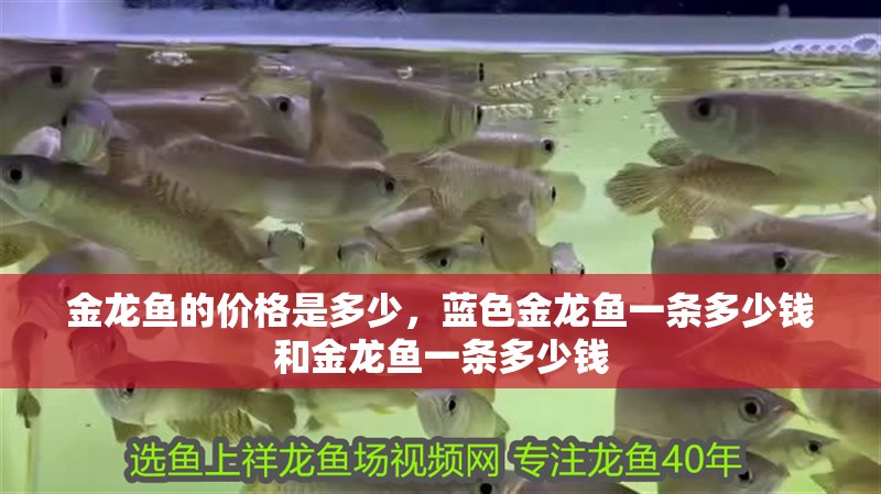 金龍魚的價(jià)格是多少，藍(lán)色金龍魚一條多少錢和金龍魚一條多少錢