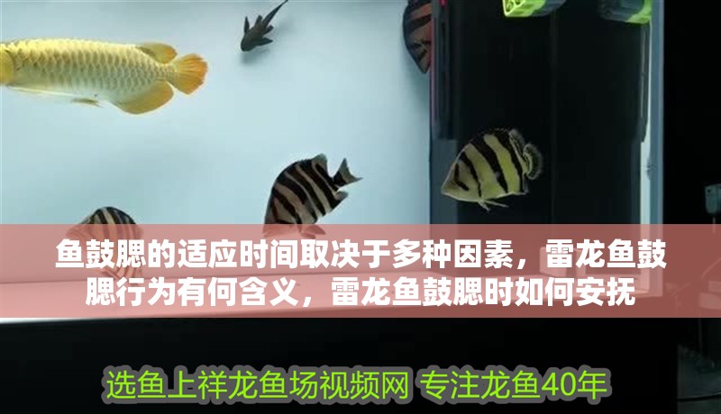 魚鼓腮的適應時間取決于多種因素，雷龍魚鼓腮行為有何含義，雷龍魚鼓腮時如何安撫