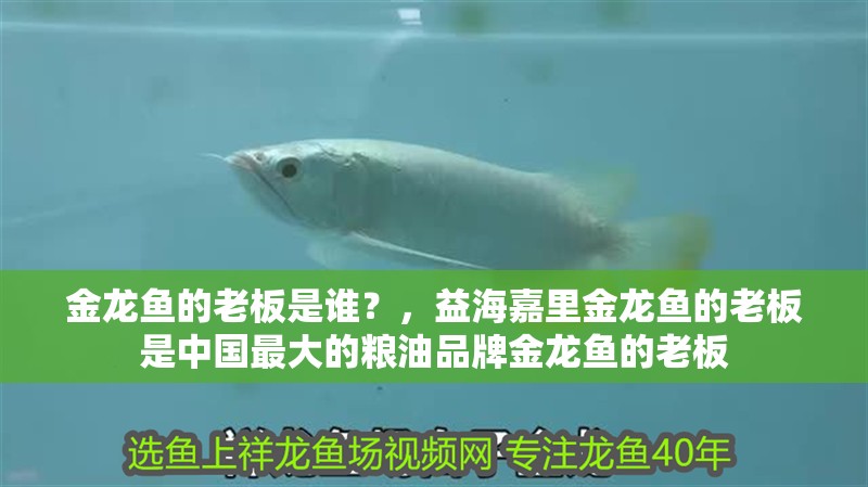 金龍魚的老板是誰？，益海嘉里金龍魚的老板是中國最大的糧油品牌金龍魚的老板