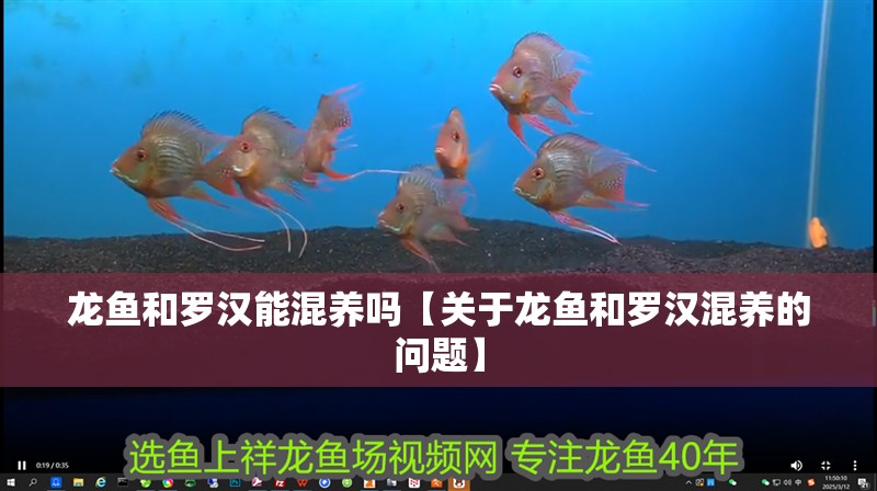 龍魚和羅漢能混養(yǎng)嗎【關(guān)于龍魚和羅漢混養(yǎng)的問題】