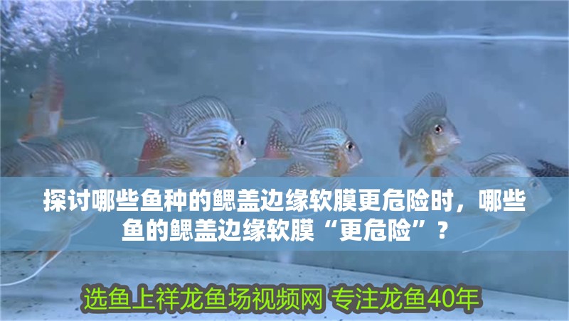 探討哪些魚種的鰓蓋邊緣軟膜更危險時，哪些魚的鰓蓋邊緣軟膜“更危險”？