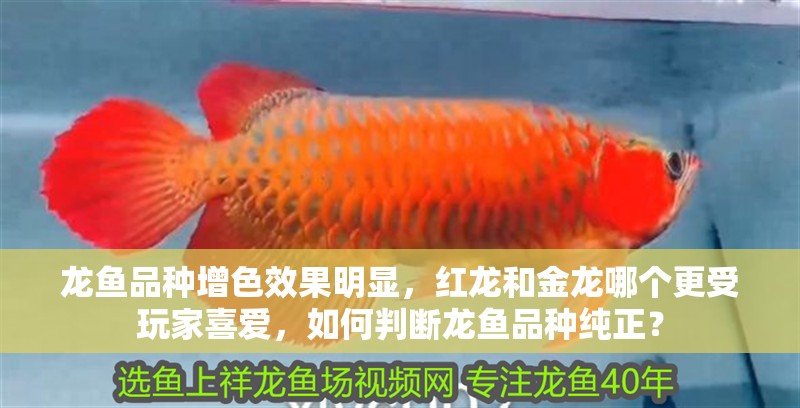 龍魚品種增色效果明顯，紅龍和金龍哪個更受玩家喜愛，如何判斷龍魚品種純正？