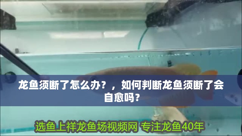 龍魚須斷了怎么辦？，如何判斷龍魚須斷了會自愈嗎？