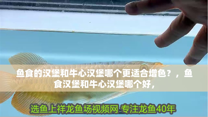 魚食的漢堡和牛心漢堡哪個更適合增色？，魚食漢堡和牛心漢堡哪個好，