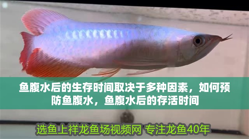 魚腹水后的生存時(shí)間取決于多種因素，如何預(yù)防魚腹水，魚腹水后的存活時(shí)間 魚腹水后的生存時(shí)間取決于多種因素，如何預(yù)防魚腹水，魚腹水后的存活時(shí)間 龍魚百科 第3張