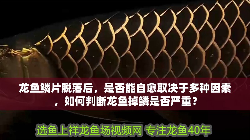 龍魚鱗片脫落后，是否能自愈取決于多種因素，如何判斷龍魚掉鱗是否嚴(yán)重？