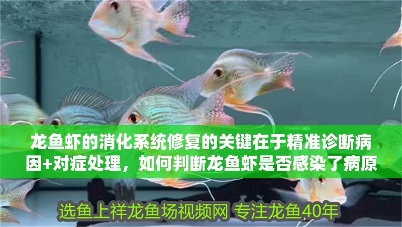 龍魚蝦的消化系統修復的關鍵在于精準診斷病因+對癥處理，如何判斷龍魚蝦是否感染了病原體？