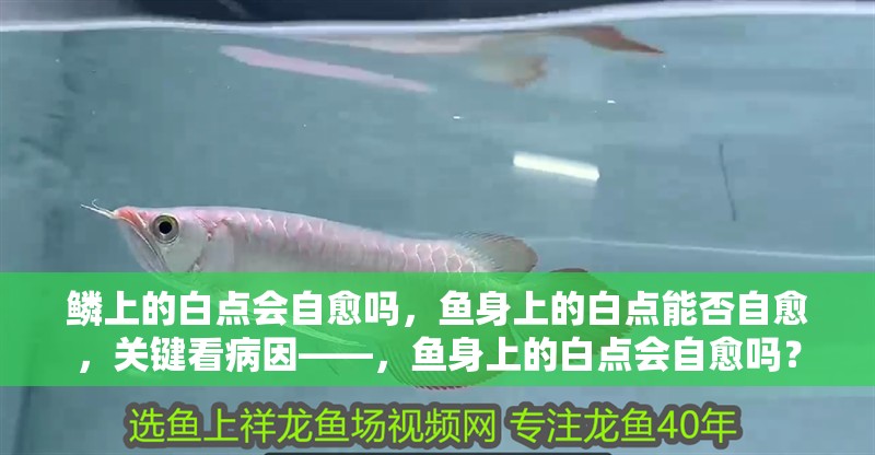 鱗上的白點(diǎn)會(huì)自愈嗎，魚身上的白點(diǎn)能否自愈，關(guān)鍵看病因——，魚身上的白點(diǎn)會(huì)自愈嗎？