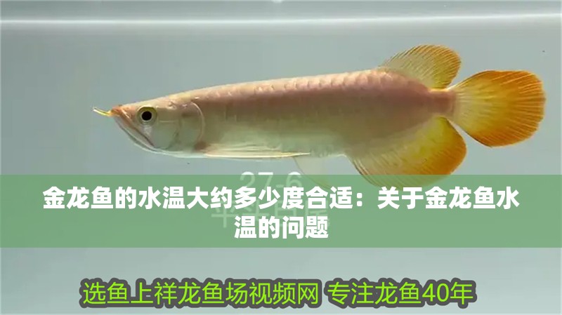 金龍魚的水溫大約多少度合適：關于金龍魚水溫的問題