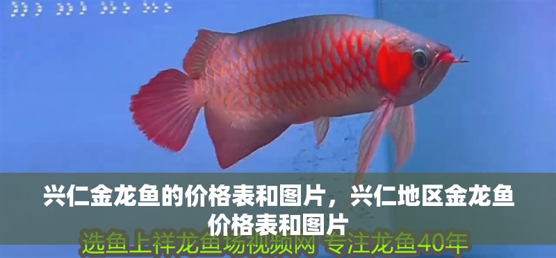 興仁金龍魚的價格表和圖片，興仁地區金龍魚價格表和圖片
