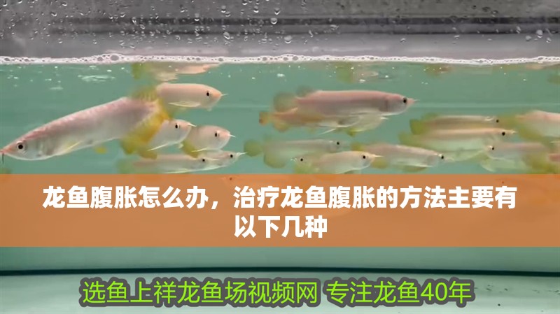 龍魚腹脹怎么辦，治療龍魚腹脹的方法主要有以下幾種