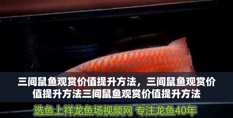 三間鼠魚觀賞價值提升方法，三間鼠魚觀賞價值提升方法三間鼠魚觀賞價值提升方法