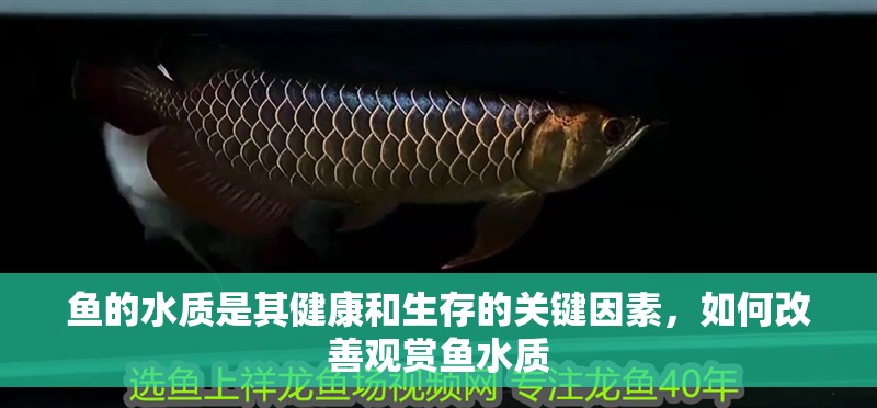 魚(yú)的水質(zhì)是其健康和生存的關(guān)鍵因素，如何改善觀賞魚(yú)水質(zhì)