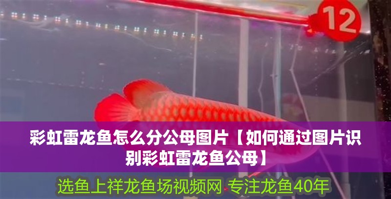 彩虹雷龍魚怎么分公母圖片【如何通過圖片識別彩虹雷龍魚公母】