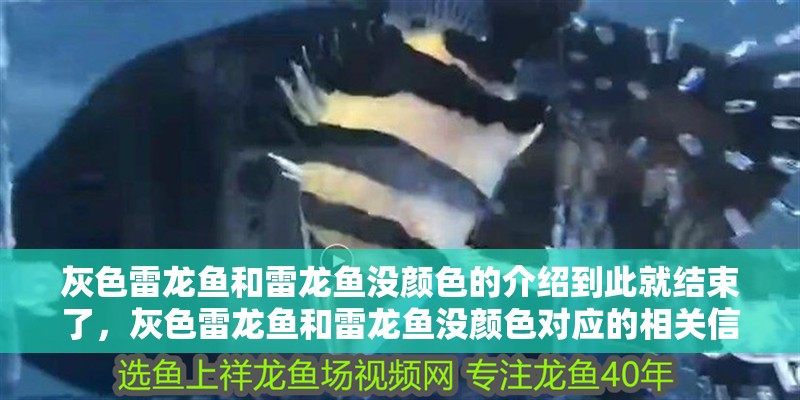 灰色雷龍魚和雷龍魚沒顏色的介紹到此就結束了，灰色雷龍魚和雷龍魚沒顏色對應的相關信息