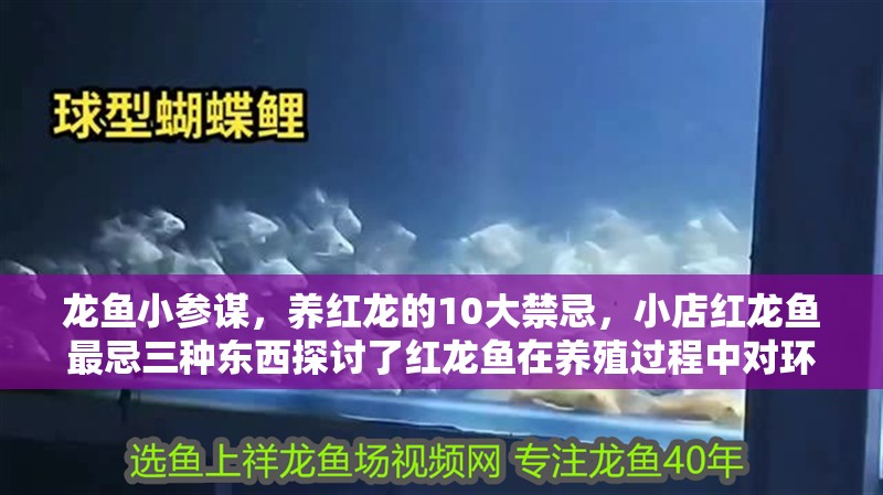 龍魚小參謀，養(yǎng)紅龍的10大禁忌，小店紅龍魚最忌三種東西探討了紅龍魚在養(yǎng)殖過程中對(duì)環(huán)境因素的敏感度 龍魚小參謀，養(yǎng)紅龍的10大禁忌，小店紅龍魚最忌三種東西探討了紅龍魚在養(yǎng)殖過程中對(duì)環(huán)境因素的敏感度 觀賞魚百科 第8張
