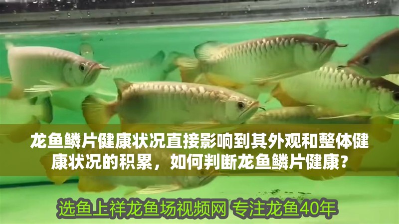 龍魚鱗片健康狀況直接影響到其外觀和整體健康狀況的積累，如何判斷龍魚鱗片健康？