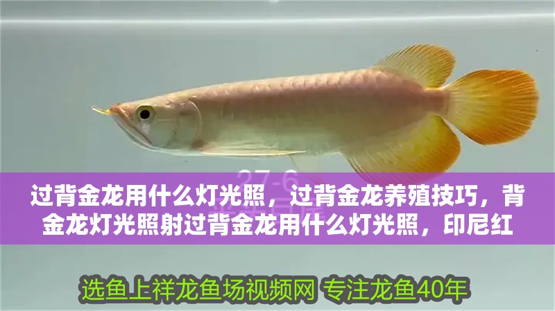 過背金龍用什么燈光照，過背金龍養殖技巧，背金龍燈光照射過背金龍用什么燈光照，印尼紅龍飼養的過程中適合使用的光源為 過背金龍用什么燈光照，過背金龍養殖技巧，背金龍燈光照射過背金龍用什么燈光照，印尼紅龍飼養的過程中適合使用的光源為 觀賞魚百科