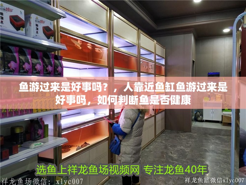 魚游過來是好事嗎？，人靠近魚缸魚游過來是好事嗎，如何判斷魚是否健康