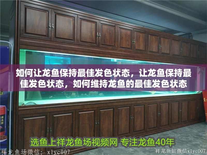 如何讓龍魚保持最佳發(fā)色狀態(tài)，讓龍魚保持最佳發(fā)色狀態(tài)，如何維持龍魚的最佳發(fā)色狀態(tài)
