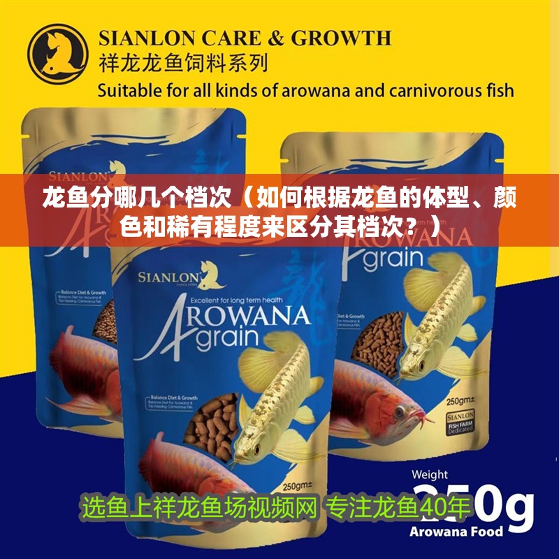 龍魚分哪幾個(gè)檔次（如何根據(jù)龍魚的體型、顏色和稀有程度來區(qū)分其檔次？）