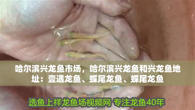 哈爾濱興龍魚市場，哈爾濱興龍魚和興龍魚地址：壹遇龍魚、蝶尾龍魚、蝶尾龍魚 哈爾濱興龍魚市場，哈爾濱興龍魚和興龍魚地址：壹遇龍魚、蝶尾龍魚、蝶尾龍魚 觀賞魚百科 第2張